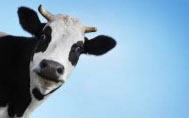 An image of a black and white cow looking at the camera